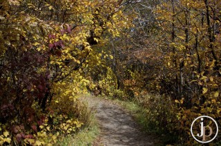 Colored Trail