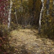 Leaf Covered Trail