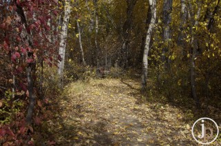 Leaf Covered Trail