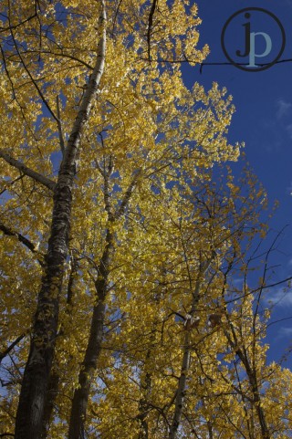Yellowness with a Blue Sky