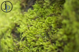 Bright Green Moss