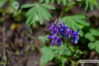 Purple Flowers