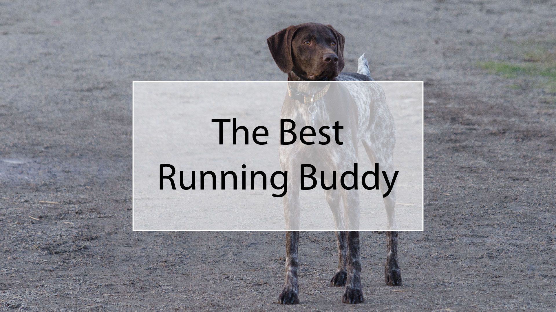 The Best Running Buddy